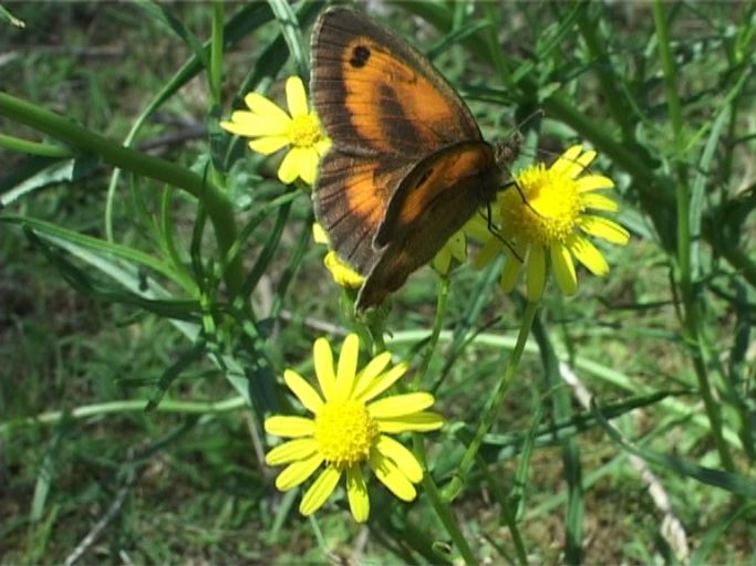 Rotbraunes Ochsenauge ( Pyronia tithonus ), Männchen : Brüggen, Brachter Wald, 16.07.2009